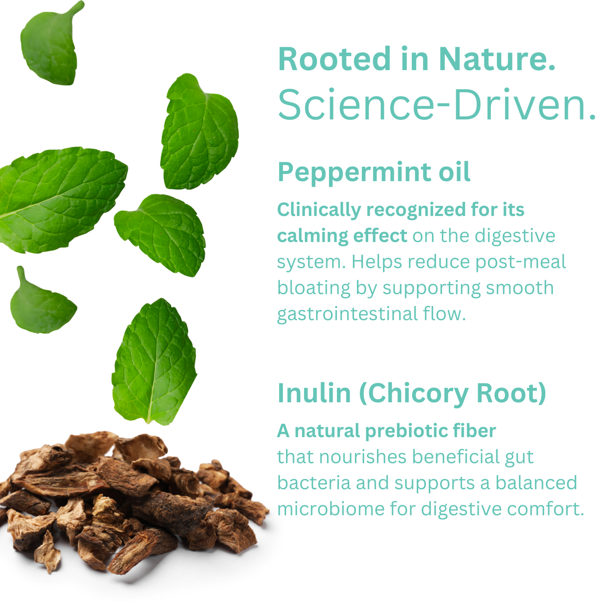 Probiotics + Prebiotics Capsules ingredient infographic featuring peppermint and chicory root.