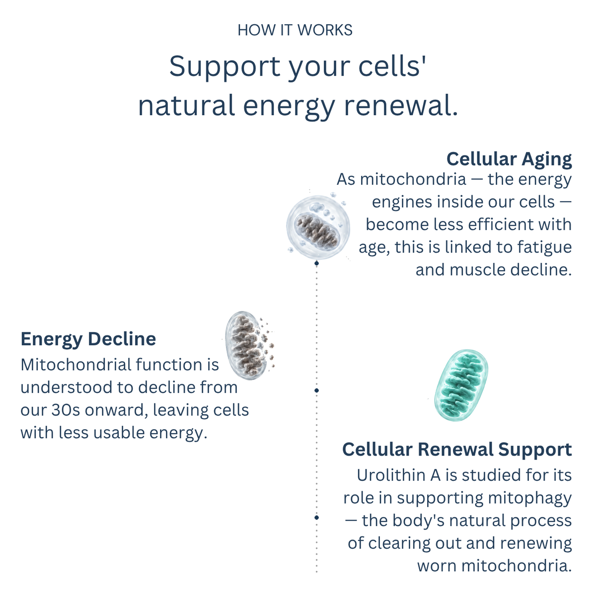 Urolithin A+ infographic illustrating the product's proposed mechanism.